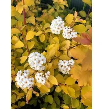 Spiraea vanhouttei 'Gold Fontain' 20–30 cm