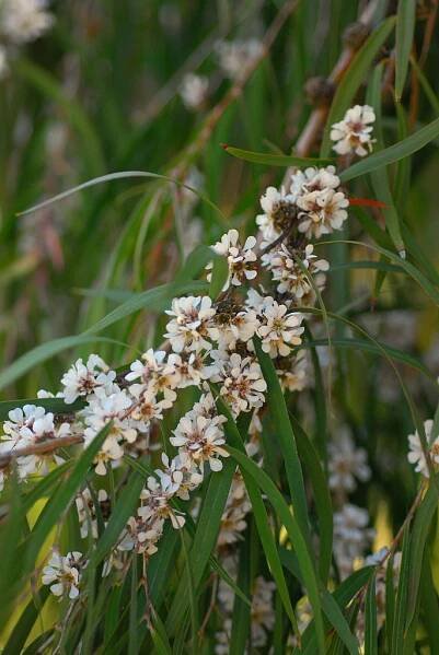 Agonis flexuosa - Wikipedia