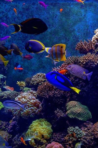 Sea Creatures by Senthil Kumar Damodaran / 500px | Animáles de océano, Criaturas hermosas, Mundo del mar