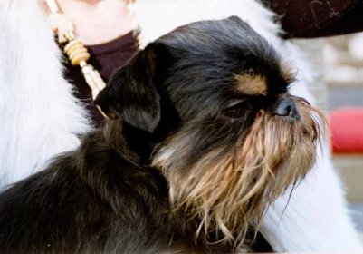 Griffon pes (99 fotografií): popis plemen. Jak vypadají mini-štěňata? Kolik živých trpaslíků a dalších griffonů? 