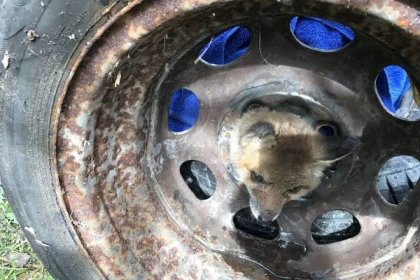 fox cub with its head stuck through a car wheel