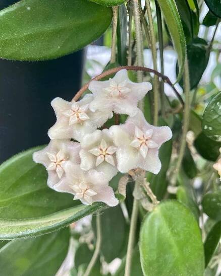 400+ Rare Hoya plant Varieties in Thailand – Hoya Planter