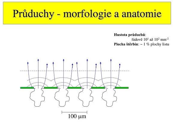 PPT - Fyziologie rostlin - Vodní režim 2 PowerPoint Presentation, free download - ID:5082341