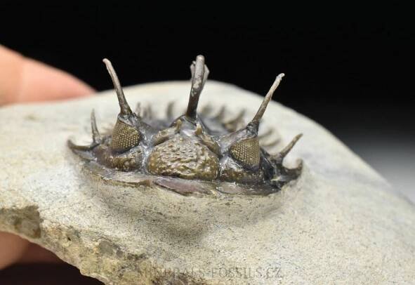 trilobit Comura bultyncki | minerals-fossils.cz