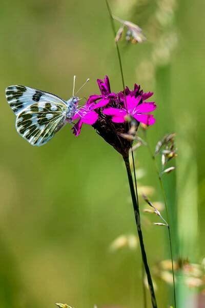 Free Macro shot of a green and white butterfly pollinating a vibrant pink flower in nature. Stock Photo