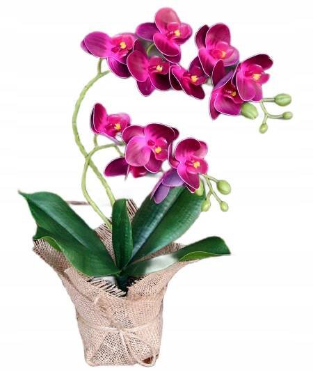 ORCHIDEJ jako živá květina v květináči dárek den žen