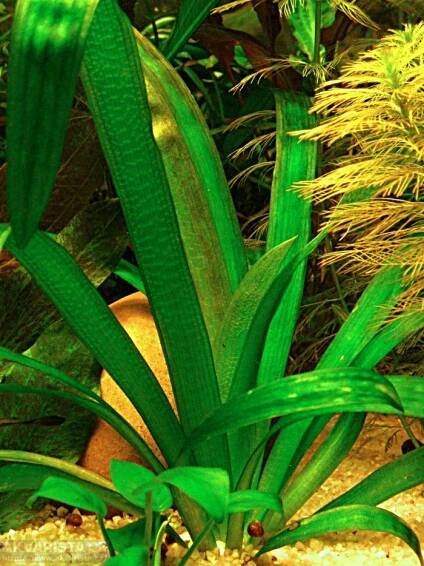 Sagittaria platyphylla - AKVARISTA.cz