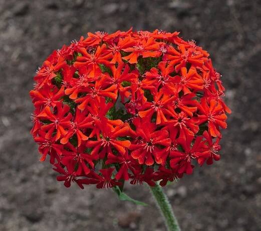 File:Lychnis chalcedonica flowers (DSCF6457).jpg