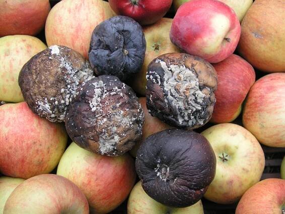 Předsklizňové ošetření jádrovin a rezidua pesticidů
