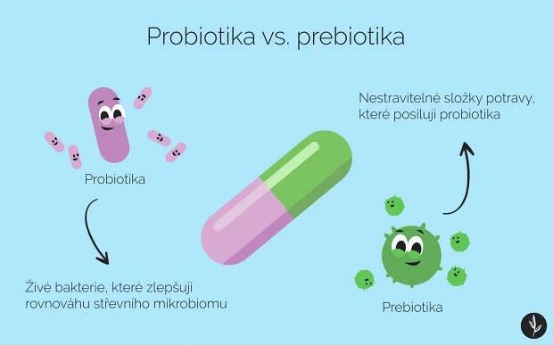 rozdil-mezi-probiotiky-a-prebiotiky-infografika-podle-helen