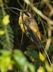 Kolibřík dlouhoocasý