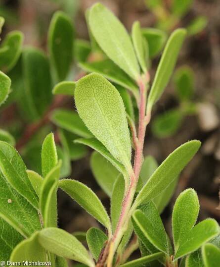 Arctostaphylos uva-ursi – medvědice lékařská • Pladias: Databáze české flóry a vegetace