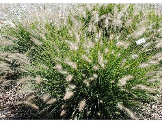 hameln pennisetum alopecuroides 79719 3