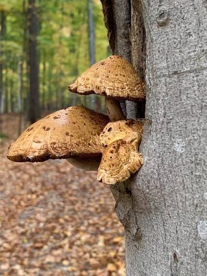 Home - The Huntsman Hunt Club