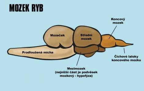 /files/inpages/012/014-mozek-ryb.jpg