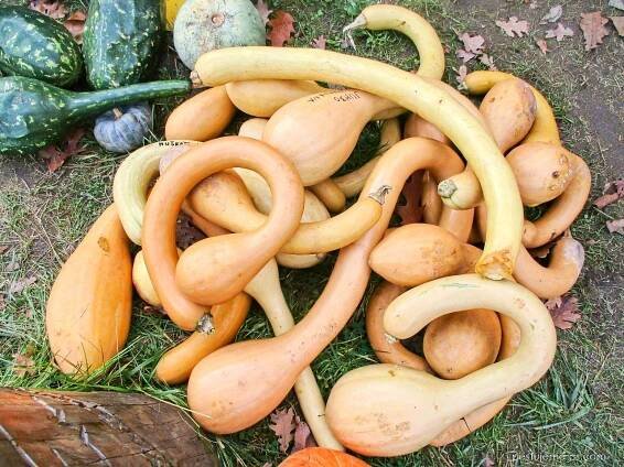 Tykev pižmová Serpentine (Cucurbita moschata)