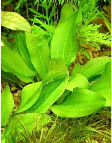 Echinodorus ovalis