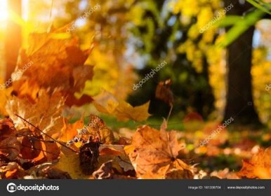 Spadané listí v podzimním lese 161336704