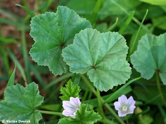 Malva neglecta - sléz přehlížený | Malvaceae - slézovité | Natura Bohemica