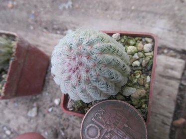 kaktusy echinocereus rigidissimus - Dům a zahrada