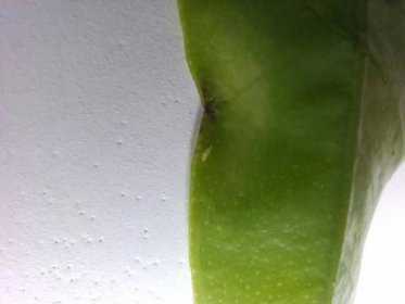 Škůdce na listech citrusu