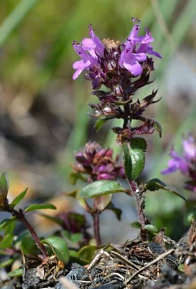 Mateřídouška ozdobná sudetská (Thymus pulcherrimus subsp sudeticus)