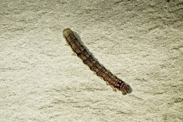 Housenka Armyworm, Pád Armyworm, Spodoptera frugiperda — Stock obrázek