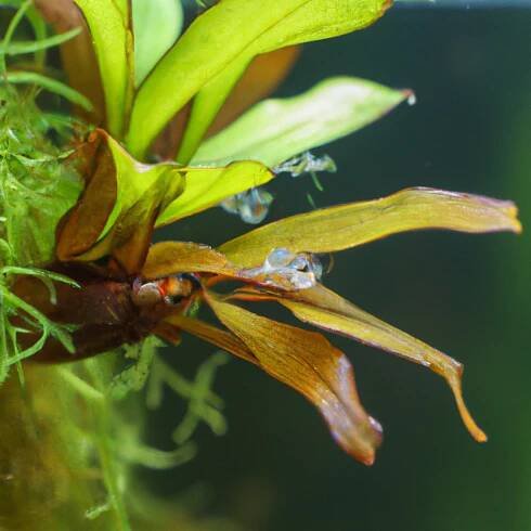 Bucephalandra Godzilla: Exotická a vzácná rostlina 9