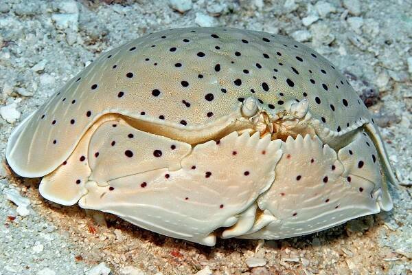Calappa calappa
