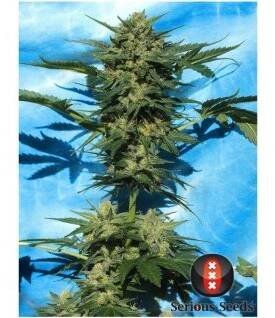 White Russian Auto (Balení 3 ks)