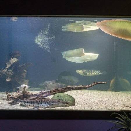 Vodní miniZOO | PENZION BAŠKA VODA 