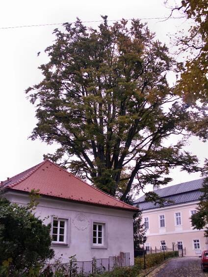 Soubor:KardašovaŘečice-buklesní.jpg – Wikipedie