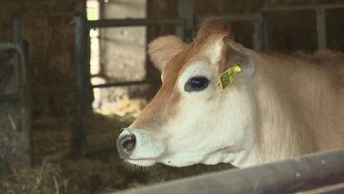 Slovenské kravy v roku 2023 vyprodukovali menej mlieka. Budú stúpať ceny?