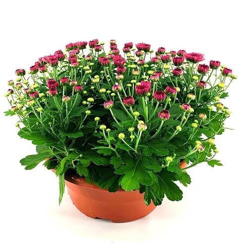 Listopadka indická (Chrysanthemum indicum) aranžmá miska T19 různé barvy