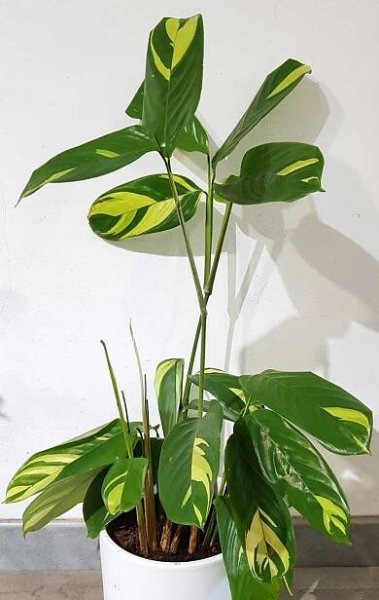 Ctenanthe lubbesiana