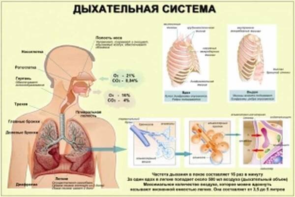 Symptomy a léčba chronické bronchitidy / Články | Užitečné informace a tipy na péči o sebe. Zdraví, výživa a další.