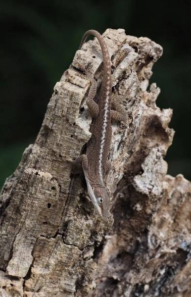 The Lower Rio Grande Valley – THE NATURALIST'S TRAVEL PAGE