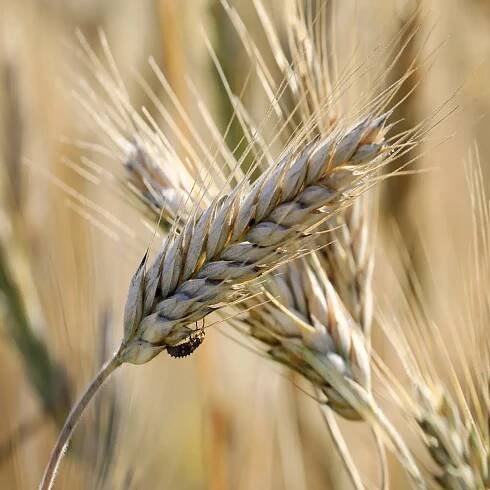 We took a closer look at your needs and created a game changer. Hybrid barley is your way to higher yield, greater resilience