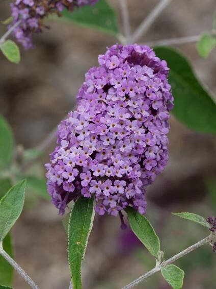 Flutterby® Lavender - Buddleja Collection