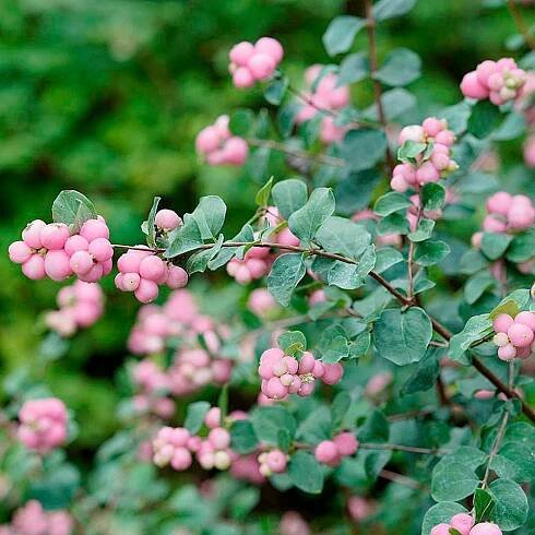 Symphoricarpos Proud Berry®