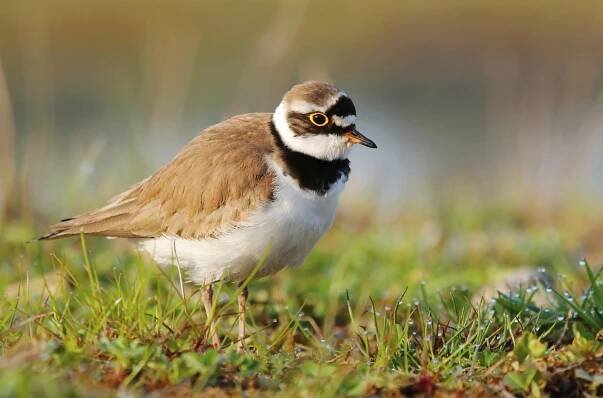 Kulík říční (Charadrius dubius) – Miroslav Hlavko / Shutterstock