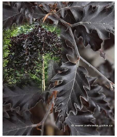 Fagus sylvatica 'Rohan Weeping' - buk lesní - Okrasné dřeviny Ing. Milan Žižka