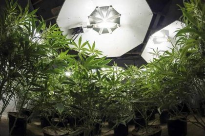 Marihuana rostliny při pohledu nahoru na světla — Stock obrázek