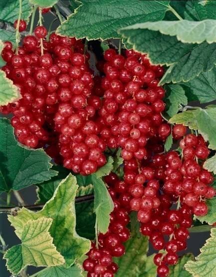 Ribes (Ríbezľa ́Maraton ́) - KMIENIK