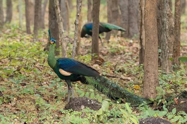 Green Peafowl - Pavo muticus - Birds of the World