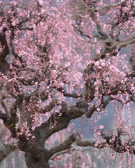 blossom tree on Tumblr