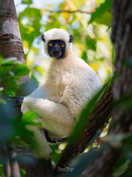 MADAGASCAR 2