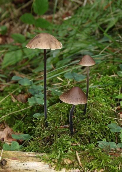 File:Marasmius alliaceus-Knoblauchschwindling.jpg - Wikimedia Commons