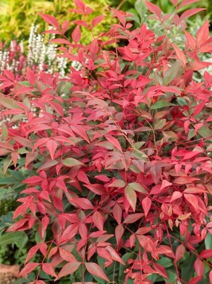 Nandina domestica ´Obsessed´ , Nandina domácí, nebeský bambus, 80-100 cm, C15