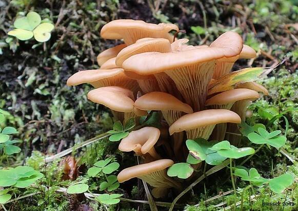 Houžovec hlemýžďovitý - Lentinellus cochleatus (Pers.) P. Karst. | www.ohoubach.cz